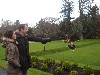 Emma & Ronan Brophy flying one of the babies on their recent Hawk Walk.