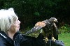 Ann Heaton flying one of the babies on her recent Hawk Walk.