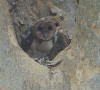 Lauren & Jason Brown sent these fabulous photos of an owl family they spotted in a tree in Liberia, Costa Rica.