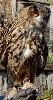 Dingle, our European Eagle Owl