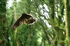 Earrach in flight, as captured by Julee Peterson on her recent Hawk Walk with us.
