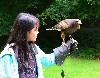 Kotone Kitajima flying Wexford on her recent Hawk Walk.