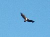 Tony Purcell sent this fantastic photo of one of the released White-tailed Sea Eagles over Lough Corrib. How fantastic to have these birds around.