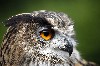 Eagle Owl