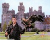 Falconry at Ashford Castle