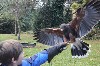 John Renaud flying Wilde on his recent Hawk Walk.