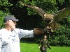 Mark Murphy flying Dingle after his recent Hawk Walk.