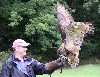 Jim Donnelly flying Dingle after his recent Hawk Walk with us.