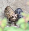 Marlene & Ronnie Bailey sent this great photo of one of our much loved ferrets from their recent visit.