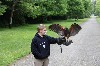 Jack McCardell flying Fomhar on the McCardell family Hawk Walk recently.