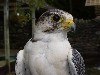 Thank you to Cristina & Jordi Zander for this great photo of Tapaidh, our Gyr/Barbary hybrid falcon.