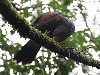Brian & Melissa Taggart took this great photo of playful Swift discovering some moss when they flew her recently. Although she is 8 months old she is still fascinated by the world!!