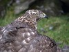 Juvenile female goshawk