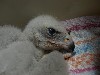 Our baby female Goshawk looking just like a velociraptor!