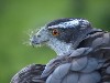 Goshawk with rabbit fur on beak
