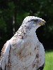 Thank you to Katrin Callaway for this great photo of our Ferruginous hawk, Reg.