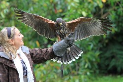 Melanie Murphy flying Joyce, one of the baby hawks that she thought up the name for earlier this year.