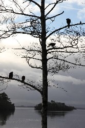 Four of the hawks enjoying working together by the lake yesterday.