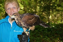 Alexander Honold flying Inca during his recent Hawk Walk.