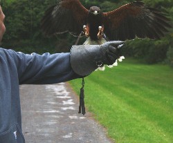 Doug Zeller flying Killary on his recent Hawk Walk.