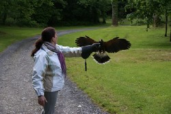 Thank you to Jeannine Horan for these excellent photos of her Hawk Walk with us on June 16th.