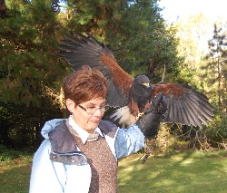 Barbara Hassler in action during her recent Hawk Walk.