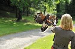 Candace Gaudiani flying Killary on her recent Hawk Walk.