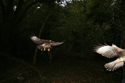 Geoff & Francine Dubiski sent this outstanding photo that they took of Maya and Inca when they flew them recently. It is a stunning photo, it is always interesting to see how far the feathers curl up at the end of the wings when coming in to land.