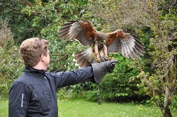 Martin Dhlemann flying Wilde recently.