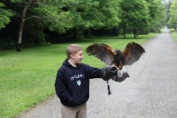 Jack McCardell flying Fomhar on the McCardell family Hawk Walk recently.