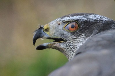 Our female Goshawk is nicely demonstrating the \'third eyelid\' or \'nictitating membrane\' that all hawks have. She is in the middle of eating a crow that she caught yesterday! Our female Goshawk is nicely demonstrating the \'third eyelid\' or \'nictitating membrane\' that all hawks have. She is in the middle of eating a crow that she caught yesterday!