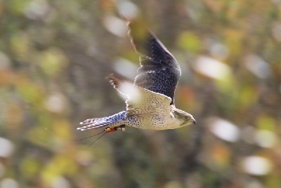 This great photo captures our wonderful falcon Corrib (A Peregrine/Saker hybrid falcon) in action just the other day. This great photo captures our wonderful falcon Corrib (A Peregrine/Saker hybrid falcon) in action just the other day.