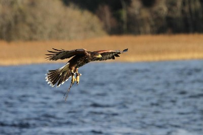 This recent photo shows Stoker when we flew him recently by the lake at Ashford Castle. The babies are expert fliers now, gone are the days of misjudged crash landings! This recent photo shows Stoker when we flew him recently by the lake at Ashford Castle. The babies are expert fliers now, gone are the days of misjudged crash landings!