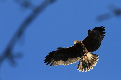 James took this great photo of Wilde showing off how good his flying has become now that he is nearly one year old! James took this great photo of Wilde showing off how good his flying has become now that he is nearly one year old!