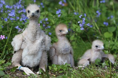 Three of the four new baby Harris hawks of 2013. Three of the four new baby Harris hawks of 2013.