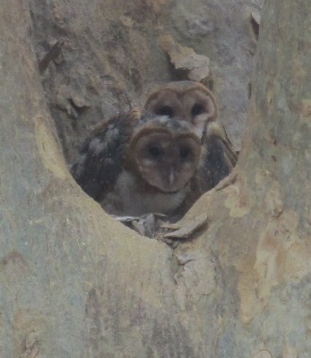Here is the lovely owl family that Lauren & Jason Brown somehow spotted in Costa Rica. Here is the lovely owl family that Lauren & Jason Brown somehow spotted in Costa Rica.