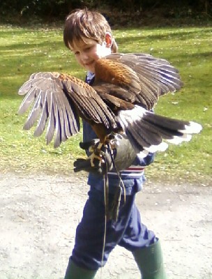 Neachtan\'s Hawk Walk Neachtan\'s Hawk Walk