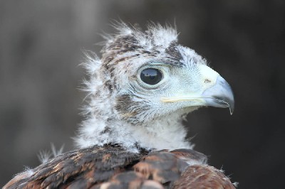 Adolescence is a particularly difficult phase!!! At four weeks old! Adolescence is a particularly difficult phase!!! At four weeks old!