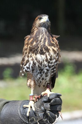 Aztec, is the most advanced of the four, he is a natural flier and has the hang of it already. Aztec, is the most advanced of the four, he is a natural flier and has the hang of it already.