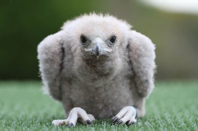 This one has had a bad hair day all day! This one has had a bad hair day all day!