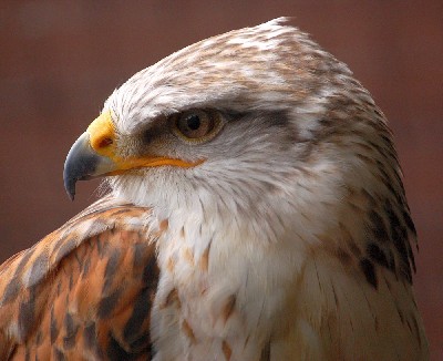 Reg, our 21 year old Ferruginous Hawk has excelled himself today and reached the grand height of 2,078 feet!!! Smashing his old record of 1,575 ft. We can hear the scream of air rushing through his bells when he stoops vertically down to us from these heights! Reg, our 21 year old Ferruginous Hawk has excelled himself today and reached the grand height of 2,078 feet!!! Smashing his old record of 1,575 ft. We can hear the scream of air rushing through his bells when he stoops vertically down to us from these heights!