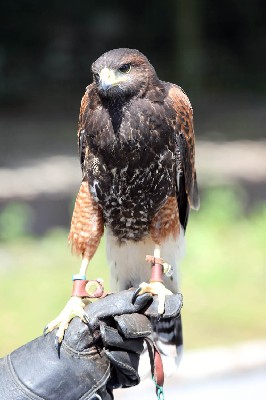 Chico at 9 weeks old, he flew his best ever today, but did have a few crash landings! He puts his feet down far too early in advance of landing and you have to almost Chico at 9 weeks old, he flew his best ever today, but did have a few crash landings! He puts his feet down far too early in advance of landing and you have to almost