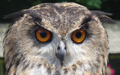 Thank you very much to Hannah Schaller for this outstanding photo of Dingle Thank you very much to Hannah Schaller for this outstanding photo of Dingle