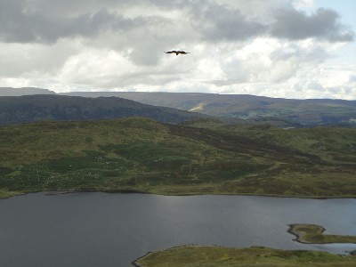How Courtney managed to capture this while we were all struggling up the mountain I don\'t know, but Joyce is thinking that she has never been so high at only 12 weeks of age!!! How Courtney managed to capture this while we were all struggling up the mountain I don\'t know, but Joyce is thinking that she has never been so high at only 12 weeks of age!!!