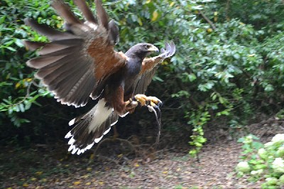 Thank you to Natalie-Anne Downs for this outstanding photo of Samhradh, when she flew him recently. Thank you to Natalie-Anne Downs for this outstanding photo of Samhradh, when she flew him recently.