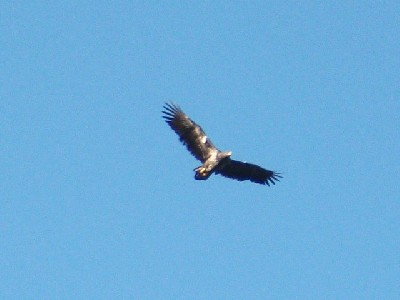 Tony Purcell sent this fantastic photo of one of the released White-tailed Sea Eagles over Lough Corrib. How fantastic to have these birds around. Tony Purcell sent this fantastic photo of one of the released White-tailed Sea Eagles over Lough Corrib. How fantastic to have these birds around.