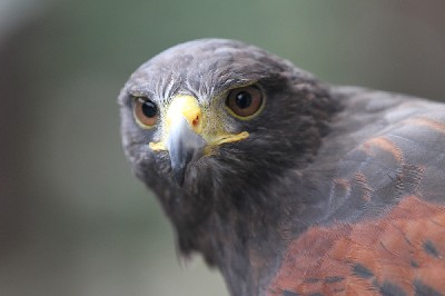 Here is beautiful Fomhar, by popular request of Mike Logan who requested an up to date photo of him. Here is beautiful Fomhar, by popular request of Mike Logan who requested an up to date photo of him.