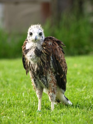 Four weeks, four days old! Four weeks, four days old!