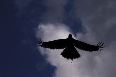Here is fabulous Swift demonstrating how flexible the wingtip feathers are, how they are able to bend upwards to reduce wingtip vortices and thereby reduce drag, the same reason that modern aircraft now have wingtips that bend upwards! Here is fabulous Swift demonstrating how flexible the wingtip feathers are, how they are able to bend upwards to reduce wingtip vortices and thereby reduce drag, the same reason that modern aircraft now have wingtips that bend upwards!