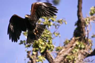 Anne & Lisa Hansknecht sent this great photo of Chico taking off when they flew him & his brother Aztec on their recent Hawk Walk with us. Anne & Lisa Hansknecht sent this great photo of Chico taking off when they flew him & his brother Aztec on their recent Hawk Walk with us.